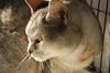 Silver *declawed*