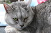 Silver *declawed*