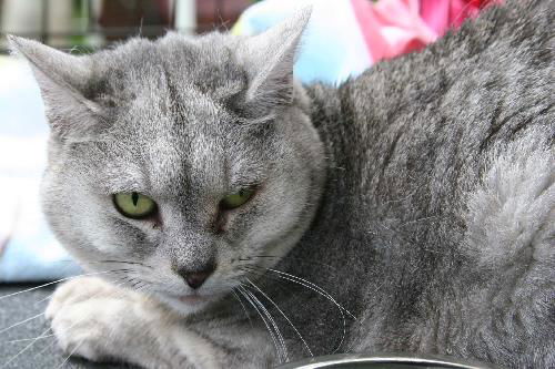 Silver *declawed*