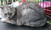 Silver *declawed*