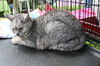 Silver *declawed*