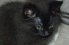 Fizzgig