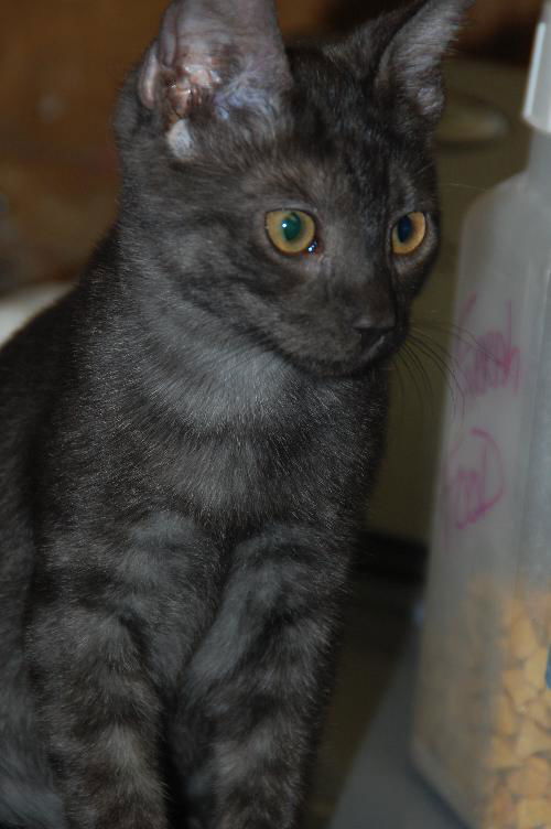Darwin