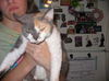 Meep (Devon Rex) *declawed*