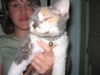 Meep (Devon Rex) *declawed*