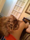 Sophie (Declawed)