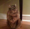 Sophie (Declawed)