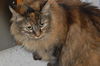 Sophie (Declawed)