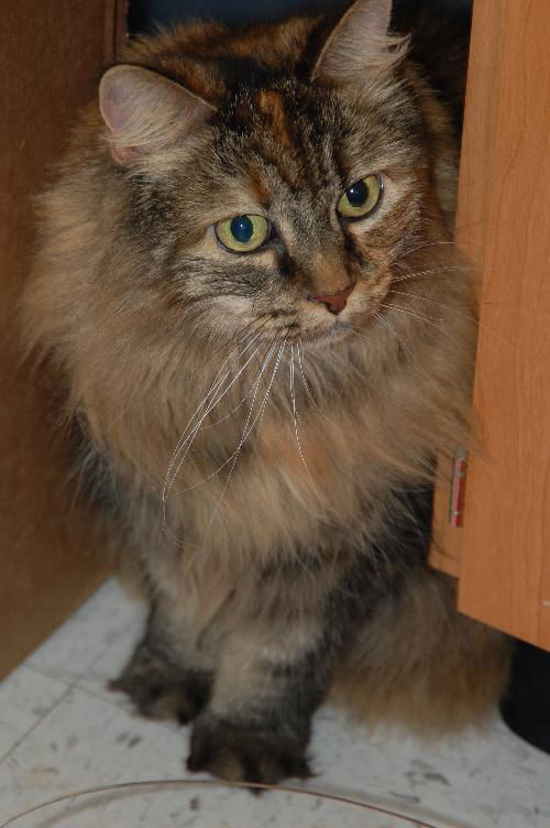 Sophie (Declawed)
