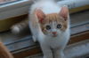 Stimpy