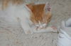 Stimpy