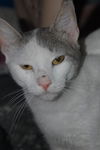 Frazier