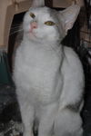 Frazier