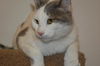 Frazier