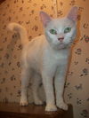 Frosty (Declawed)