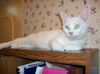 Frosty (Declawed)