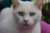Frosty (Declawed)