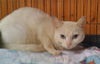 Neena (Deaf) *video*