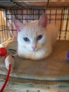 Neena (Deaf) *video*