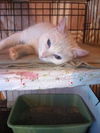 Neena (Deaf) *video*