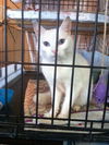 Neena (Deaf) *video*