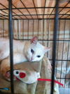 Neena (Deaf) *video*