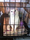 Neena (Deaf) *video*