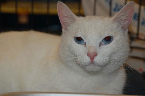 Neena (Deaf) *video*