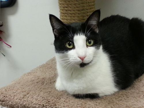 Domino