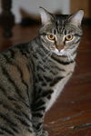 Mookie