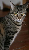 Mookie