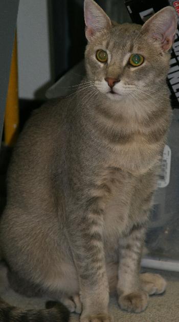 Misha