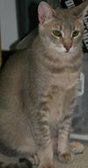 Misha