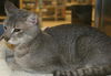 Misha