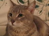 Misha