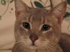 Misha