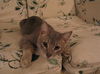 Misha