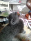 Mindy