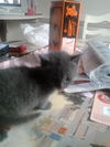 Mindy