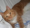 Ron