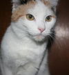Ginni