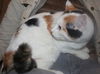 Ginni