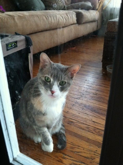 Jingles *Declawed*