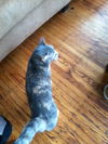Jingles *Declawed*