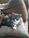 Jingles *Declawed*