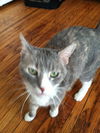 Jingles *Declawed*