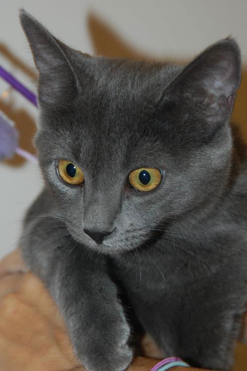 GiGi