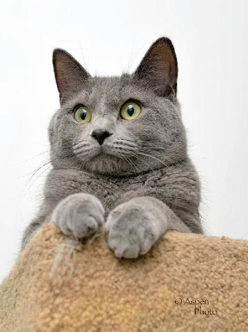 MiMi