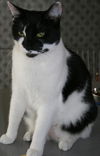 Rosie