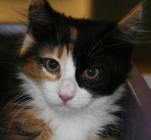 Esme